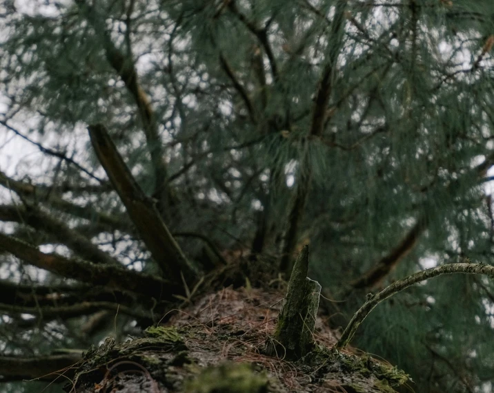 a bird perched on a mossy tree nch