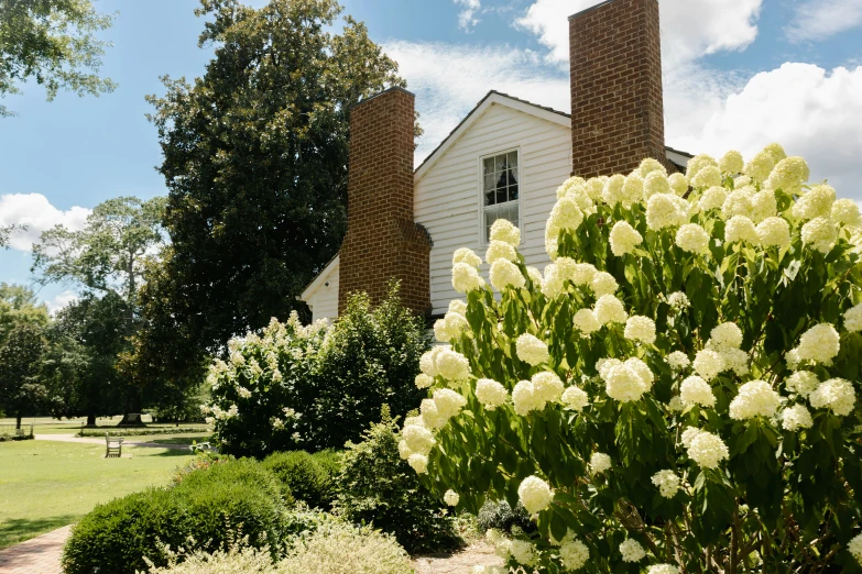 house with bushes and trees on a sunny day