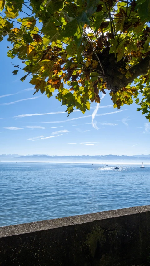 a body of water with trees in front of it