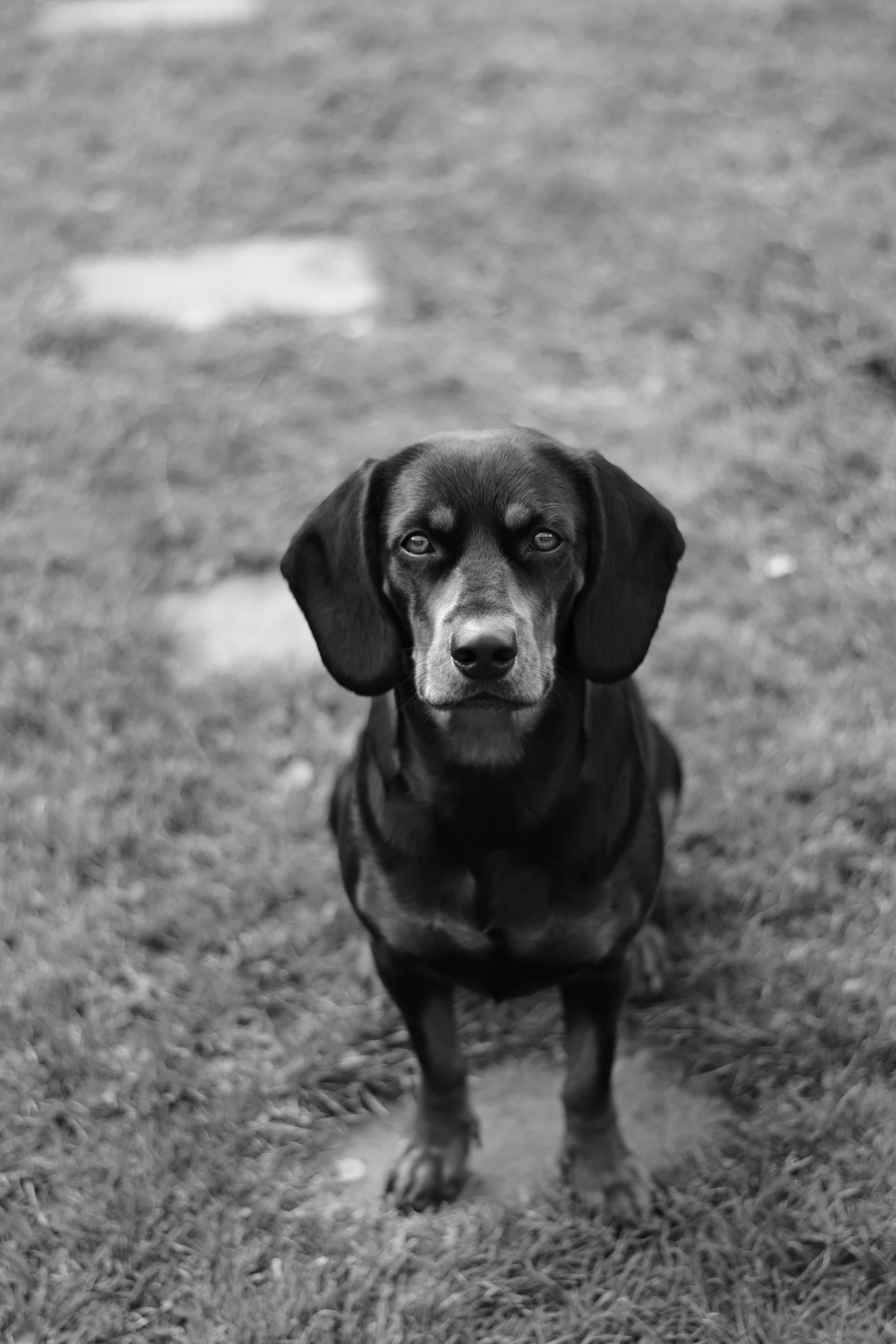 a black and white image of a dog in the field