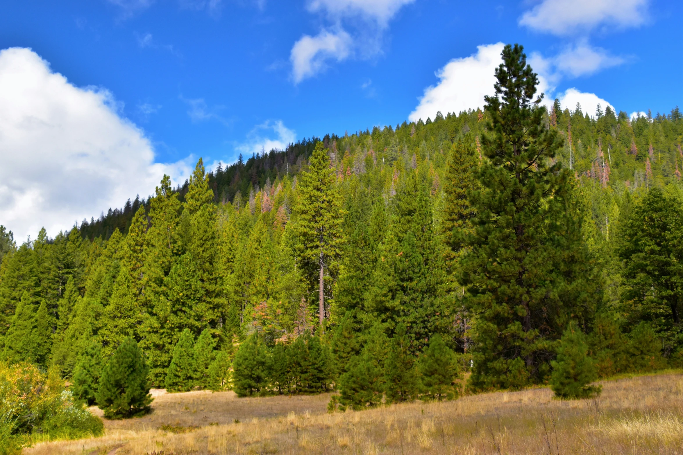 trees and the sky in front of a mountain