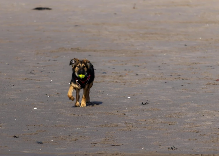 a dog running on a beach with a tennis ball in its mouth