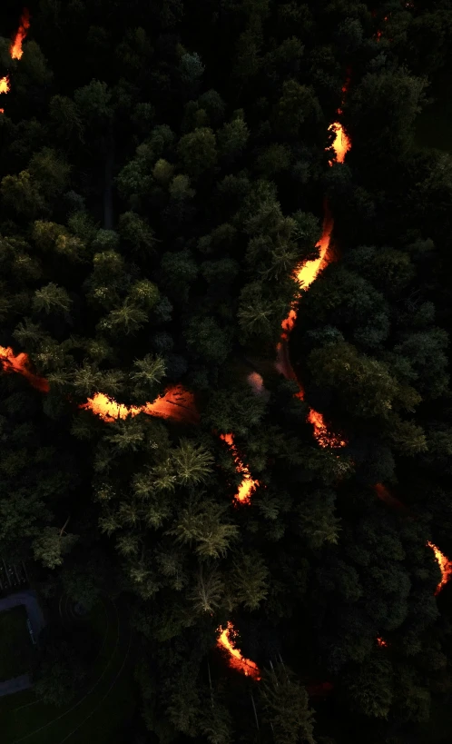 a forest filled with lots of trees and fire