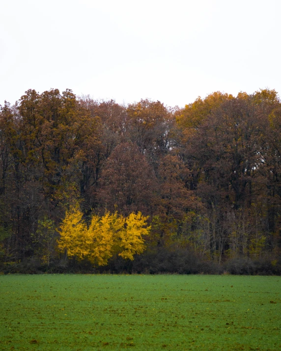 a lonely tree in the middle of a field of grass