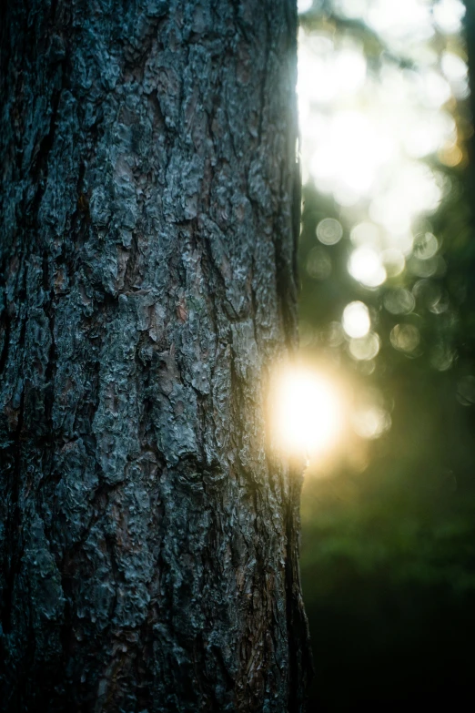 a pine tree has a bright light shining through its bark
