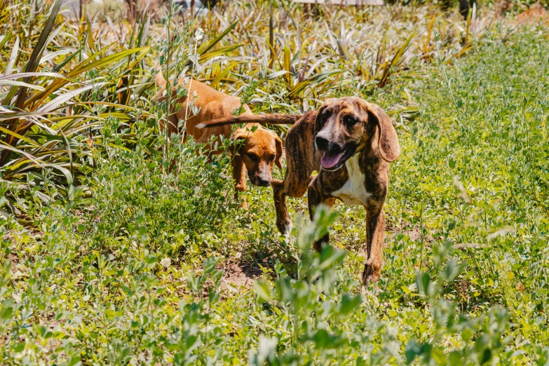 the dog and puppy are outside in the grass