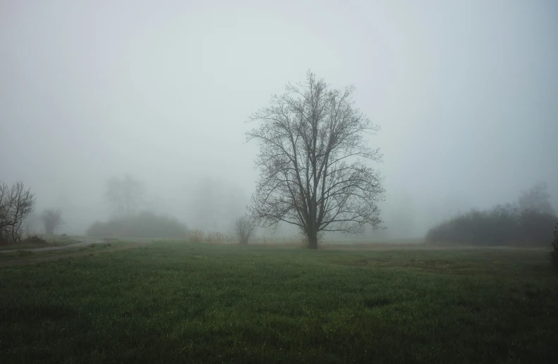 a tree in a field on a misty day