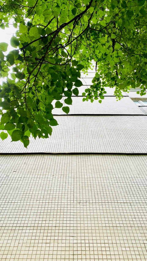 a bench sitting under a green leafy tree