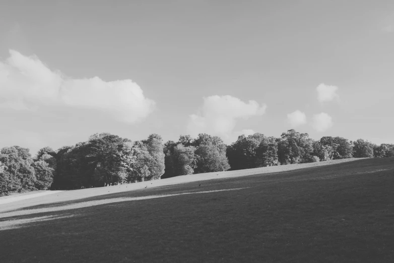 black and white po of a row of trees in a field