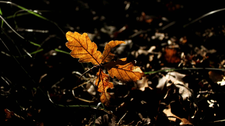 the yellow leaf is sitting on the ground