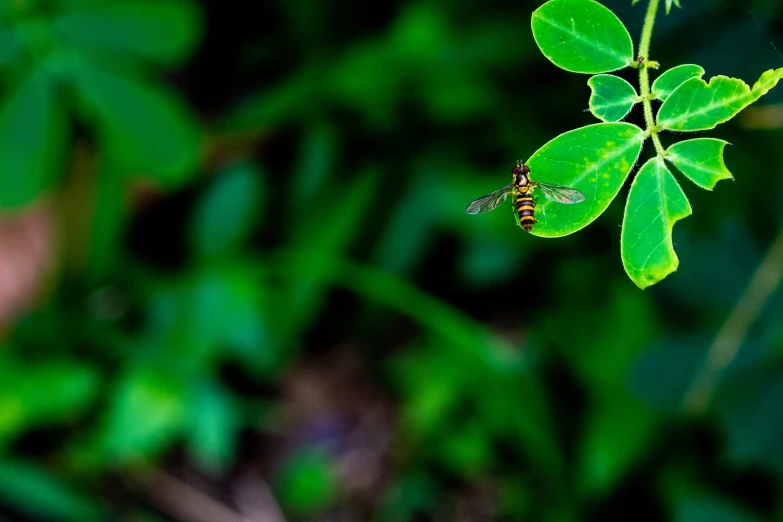 an insect sits on top of a green plant