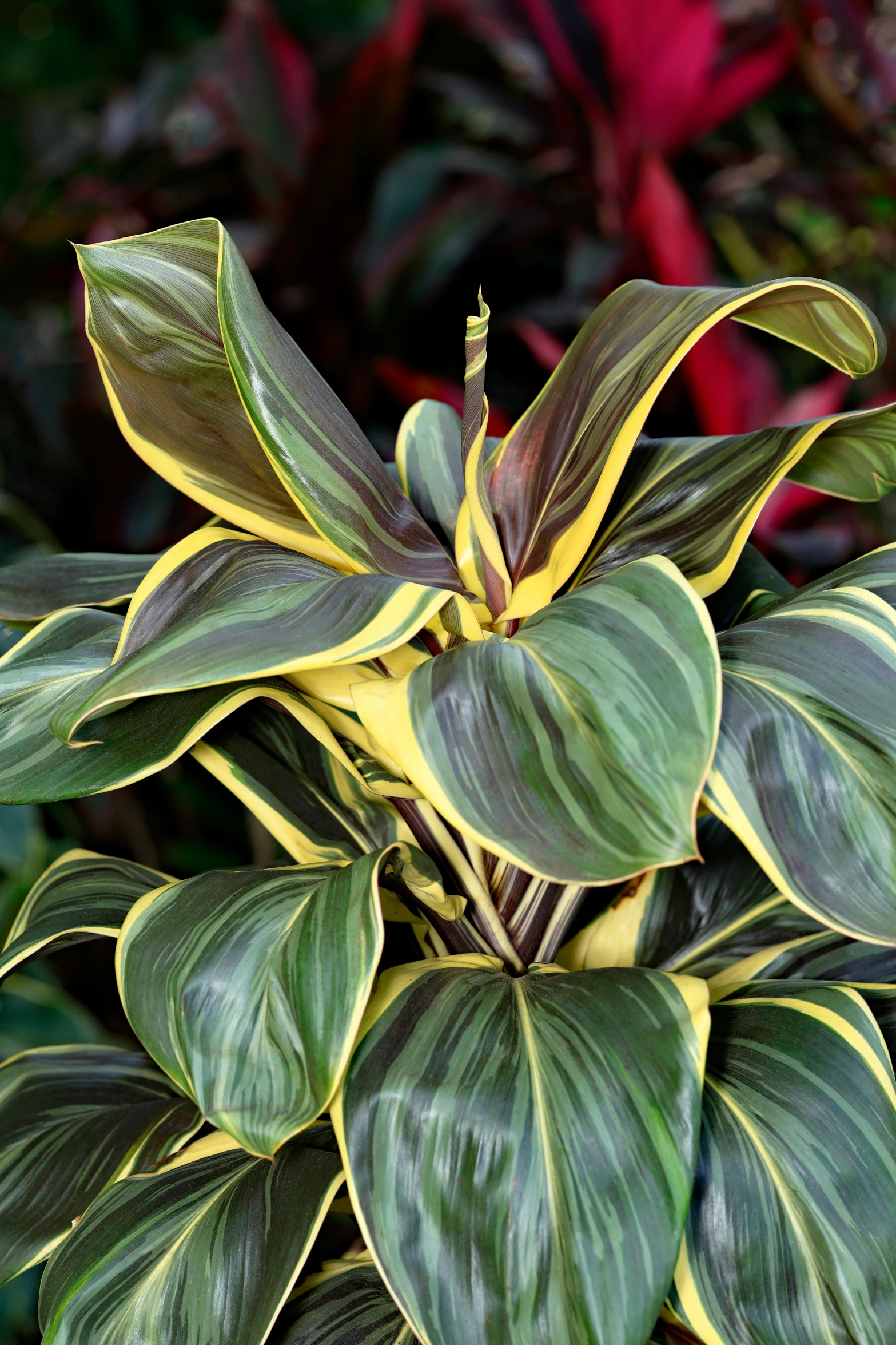 several very pretty green leafy plants with a plant in the background