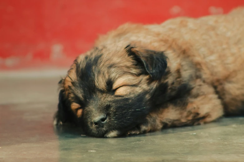 an adorable puppy lying down on the floor