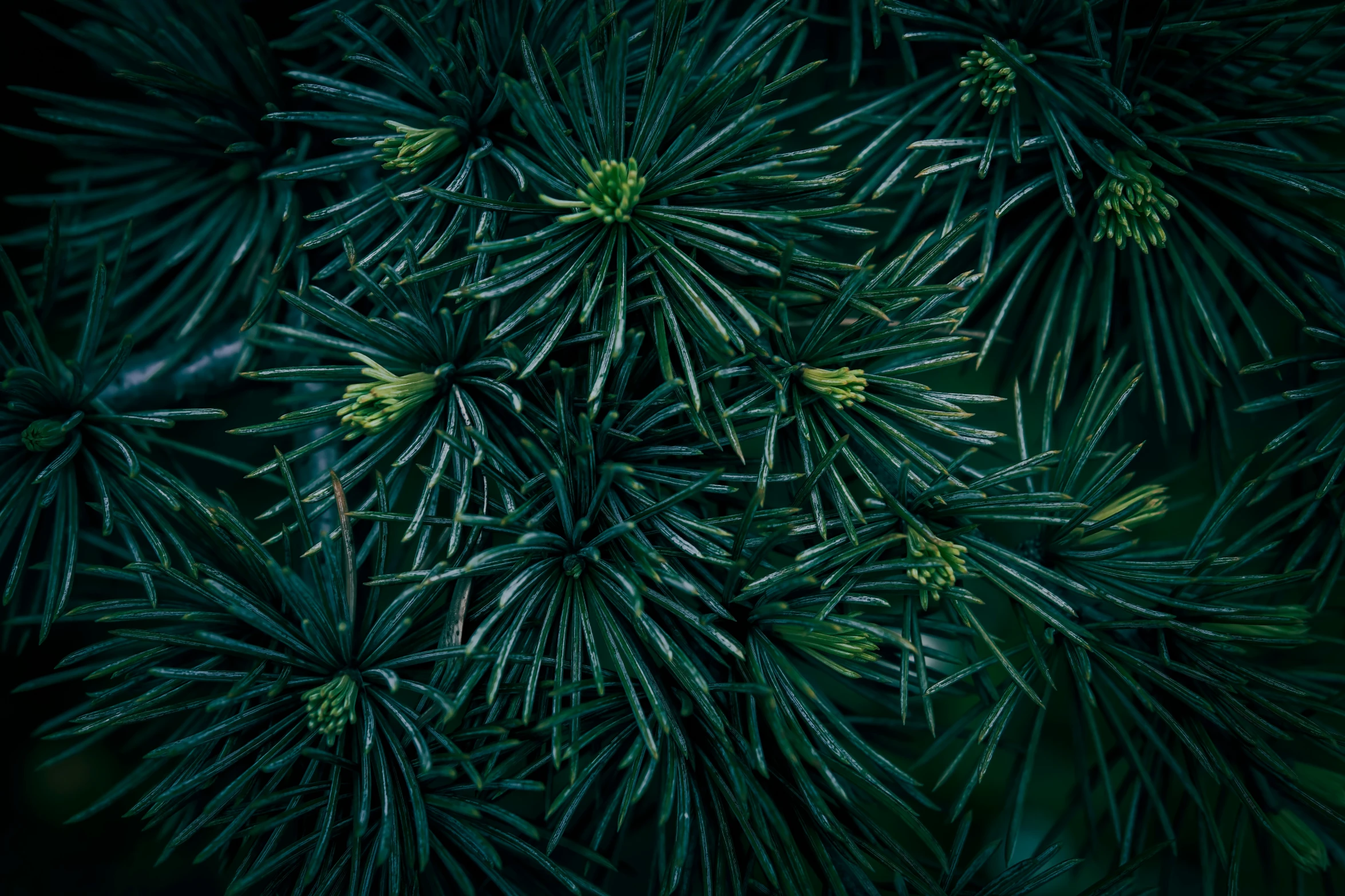 pine needles with white flowers, from above