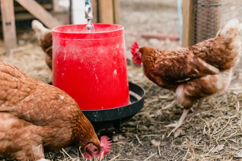 there are two chickens that are eating from the feeder