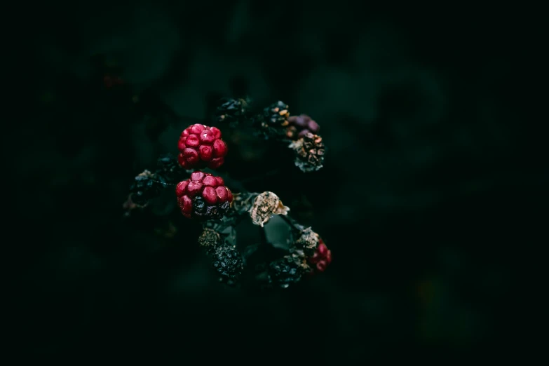 a group of small red berries sitting on top of each other