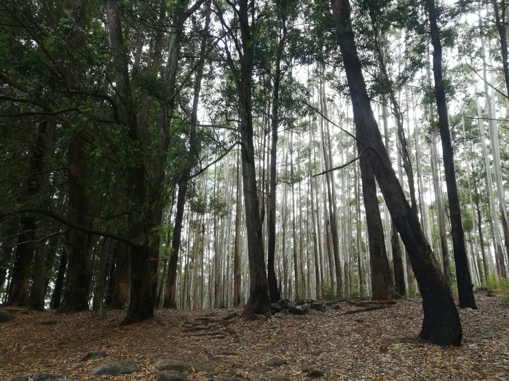 a forest with lots of tall trees and leaves