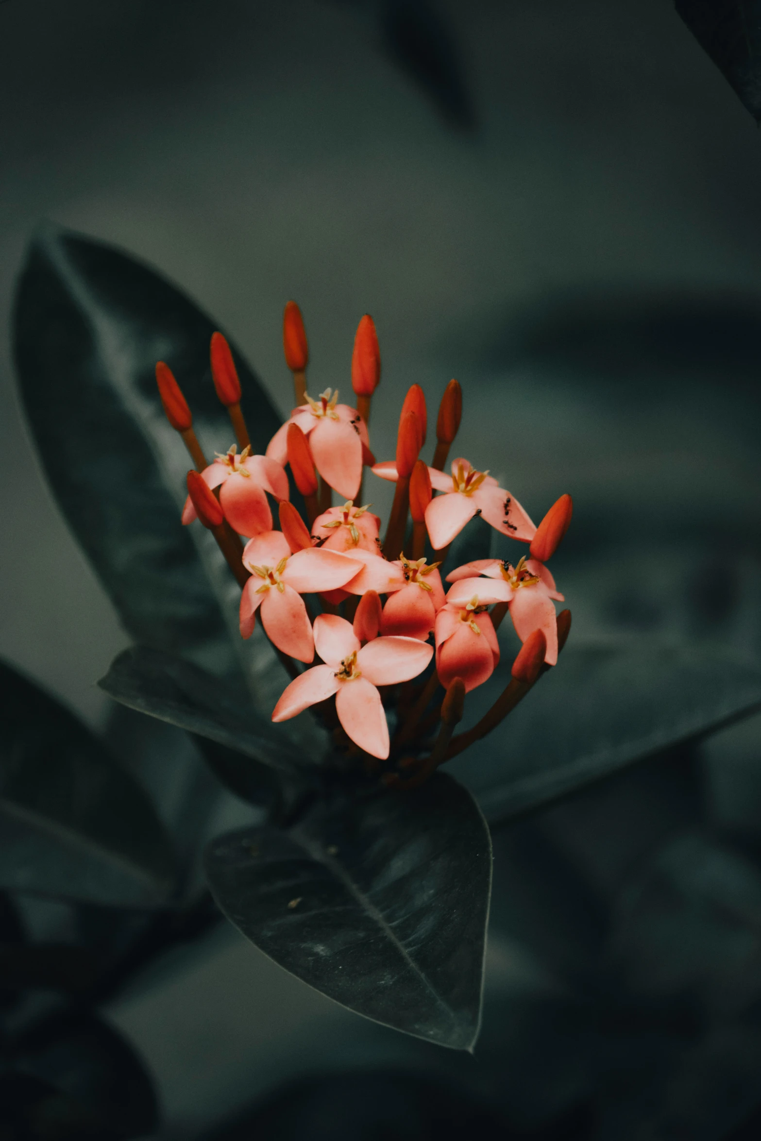 a close up of a flower with red petals