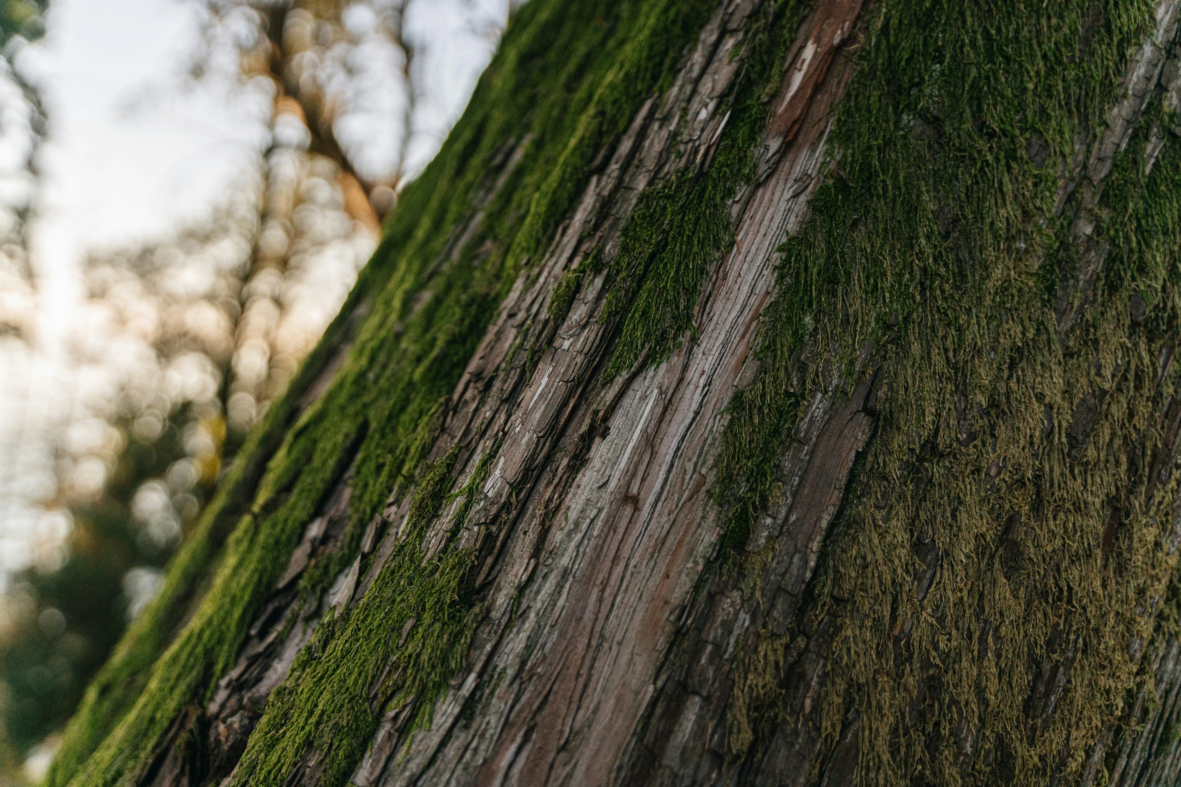 moss grows on the side of a tree trunk