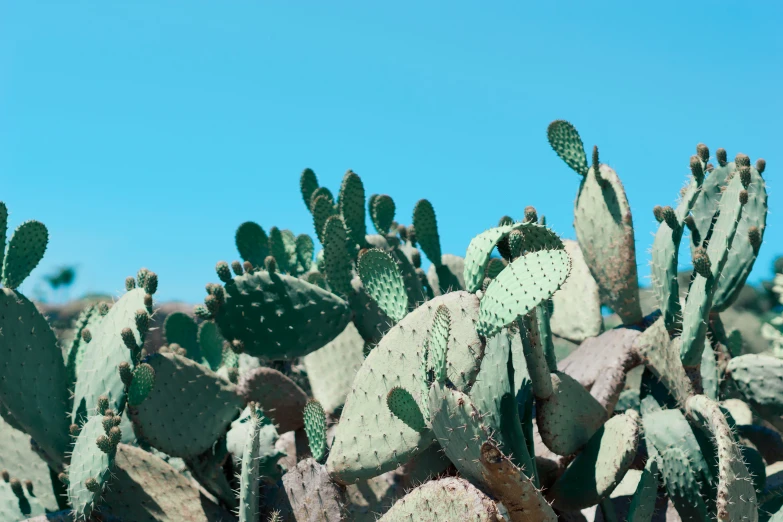 a group of green cactus plants are in a field