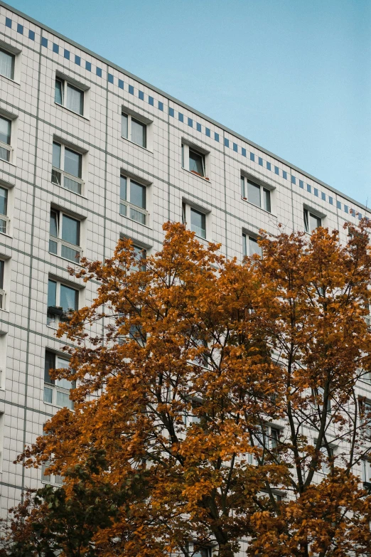 an orange tree is in front of a building with many windows