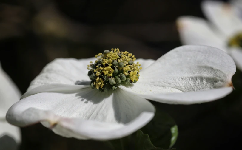 a white flower with green centers on the tip of the petals