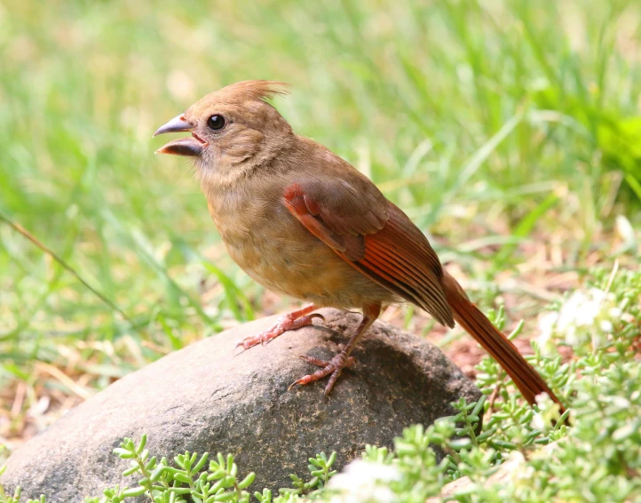 a small brown bird standing on a rock