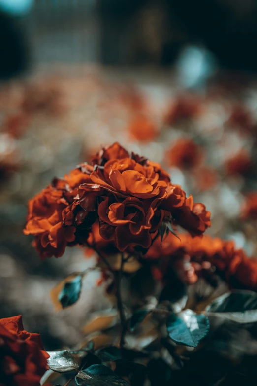 a single orange rose blooming from the stem