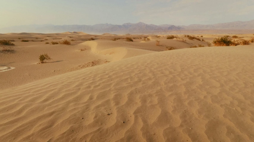 the desert has a single plant and is mostly deserted