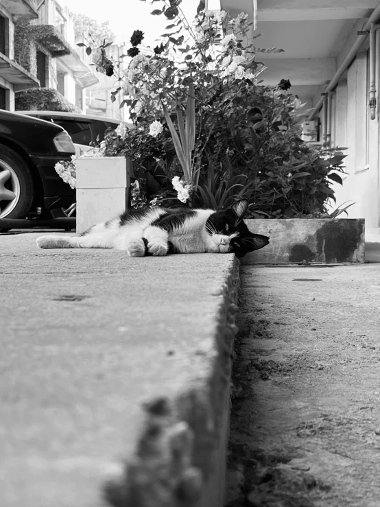 a cat sleeping in the middle of a street