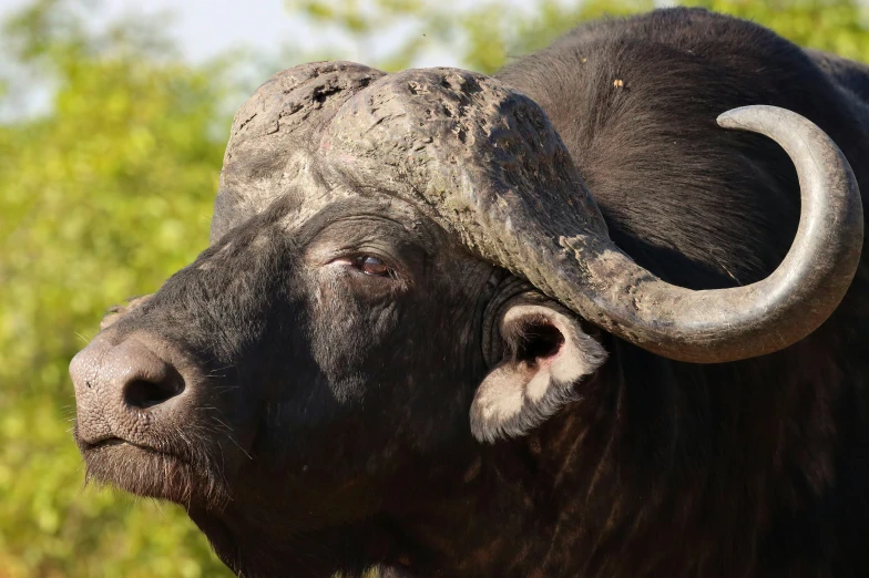 an african buffalo in front of the forest