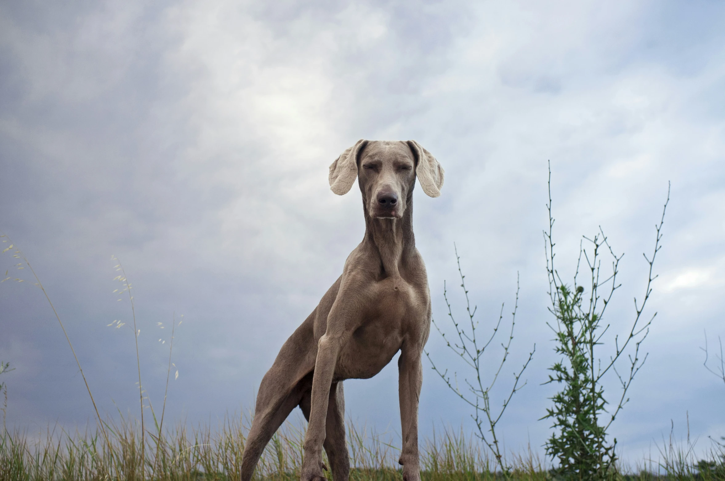 this is a grey hound standing in the tall grass