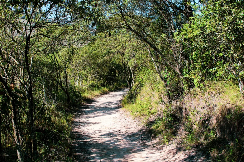 a dirt road that has some trees on it