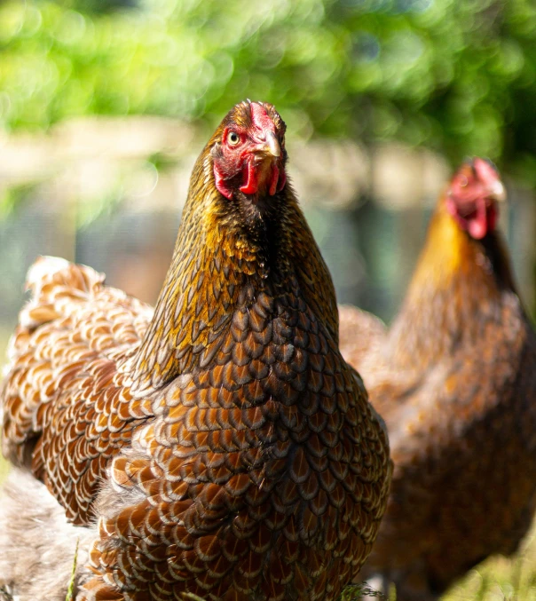 two brown roosters walking on grass in the sun