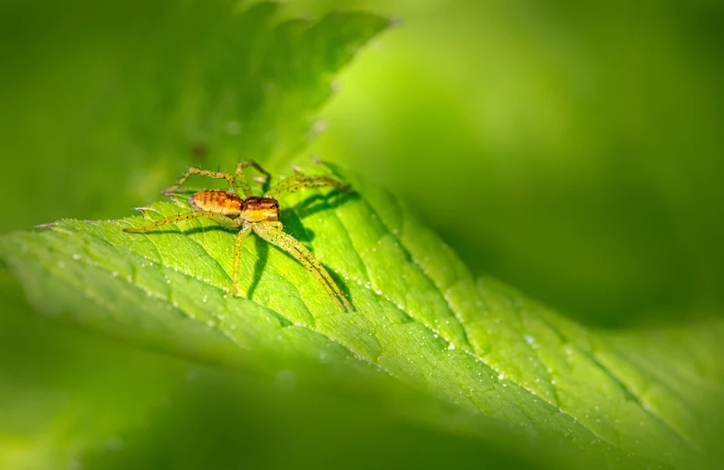 the insect is walking on a green leaf