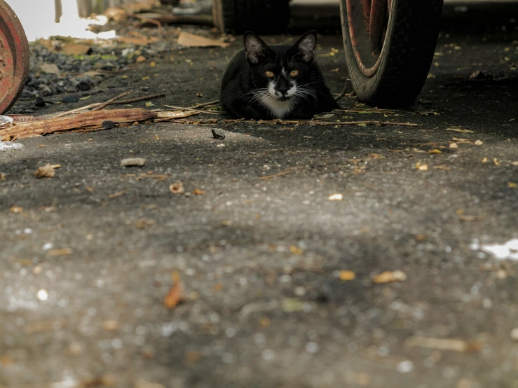 a black and white cat laying on concrete in front of a vehicle