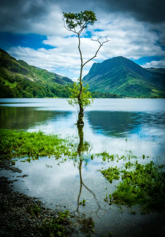 tree with reflection in still water in green valley