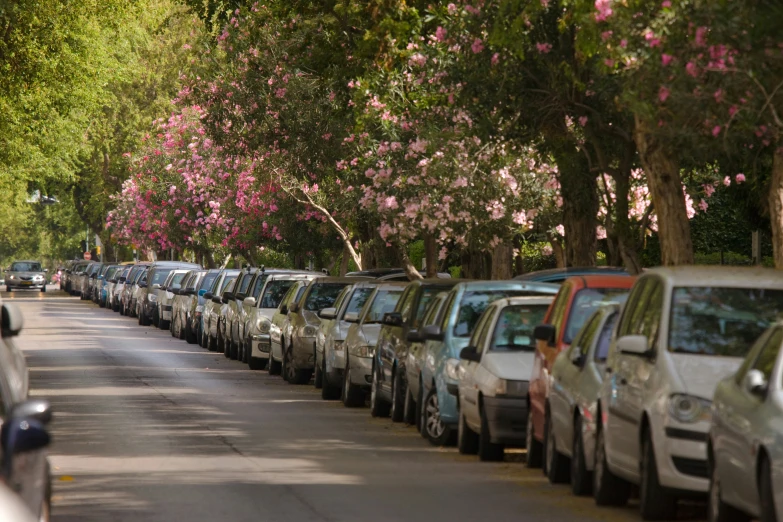 the many cars in the parking lot have pink blossoms on them