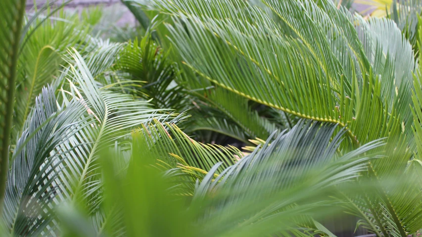 green leaves with little yellow on them in the woods