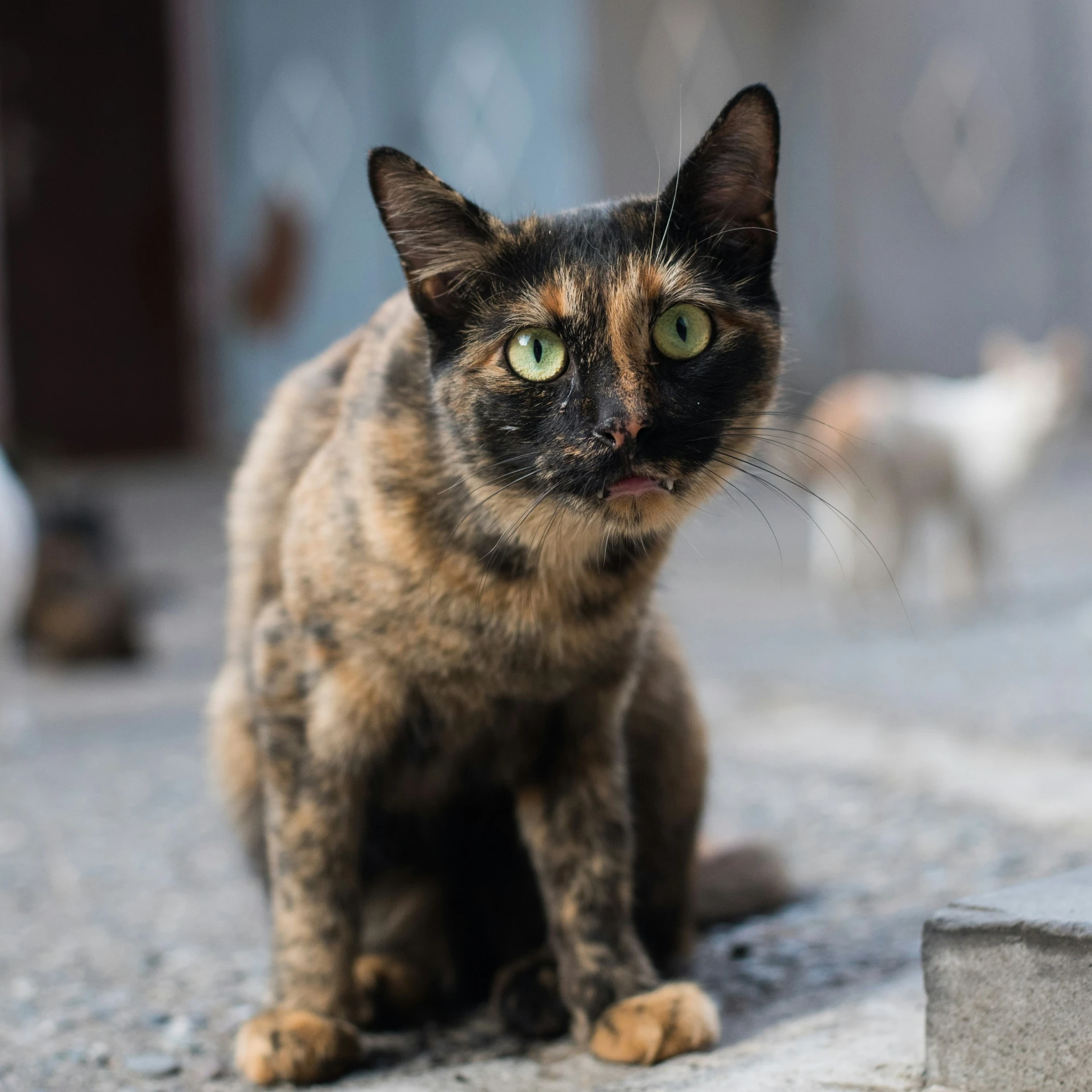 a cat with yellow eyes standing on a street