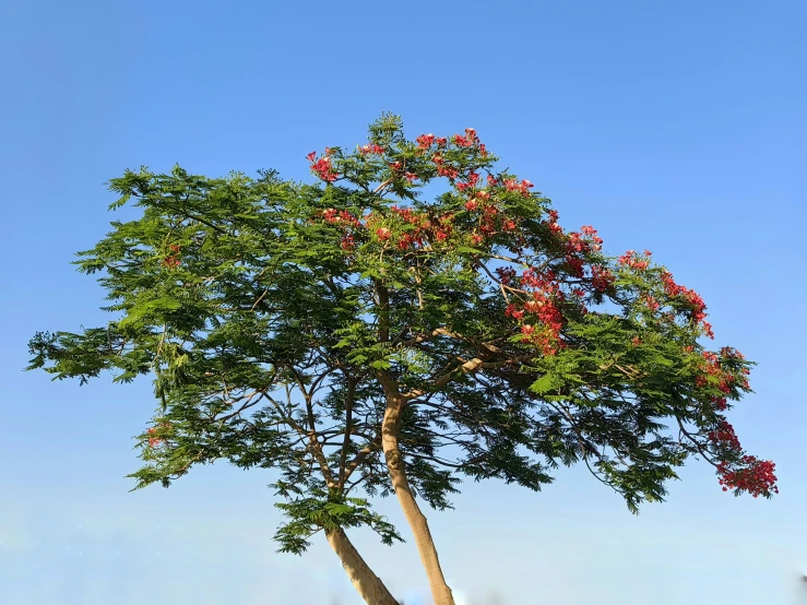 some colorful flowers and green plants in a blue sky