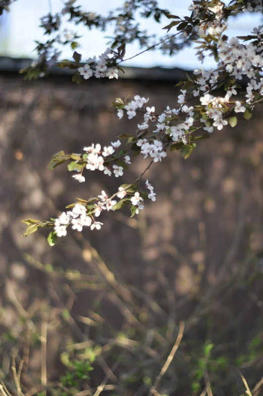 a close up of flowers hanging off a tree