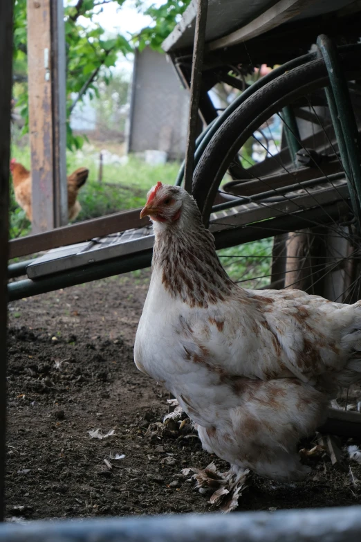 chicken walking around on dirt near wooden fence