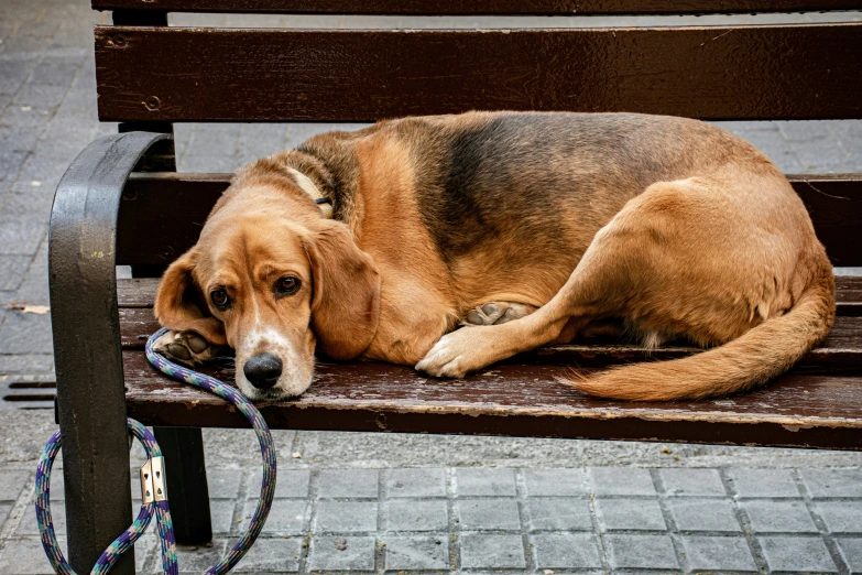 a brown dog is sleeping on a bench