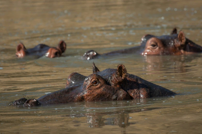 a group of hippos laying in the water