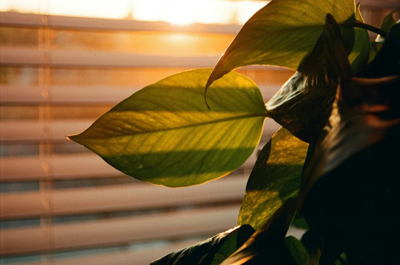 a window in front of blinds and a leafy plant