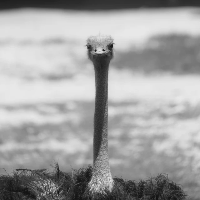 a close up of an ostrich in the grass with a blurry background