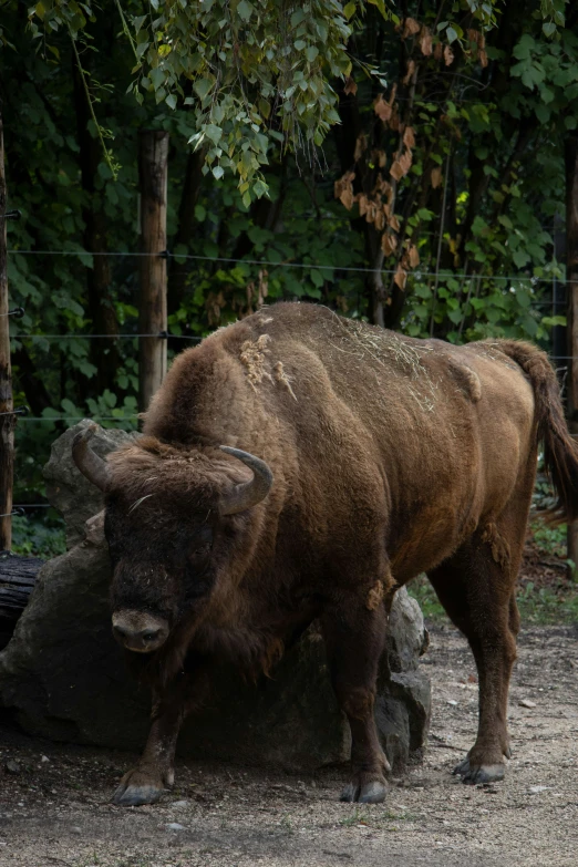 an adult buffalo standing next to a rock in a fenced in area