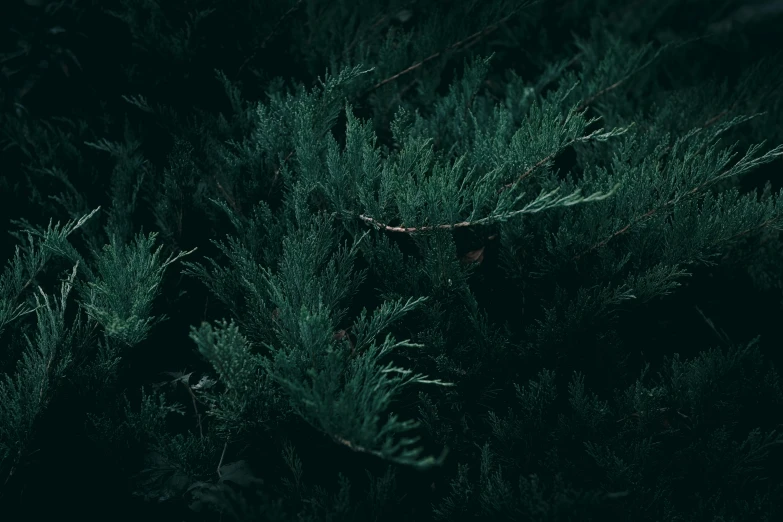 the dark po shows green plants and their leaves