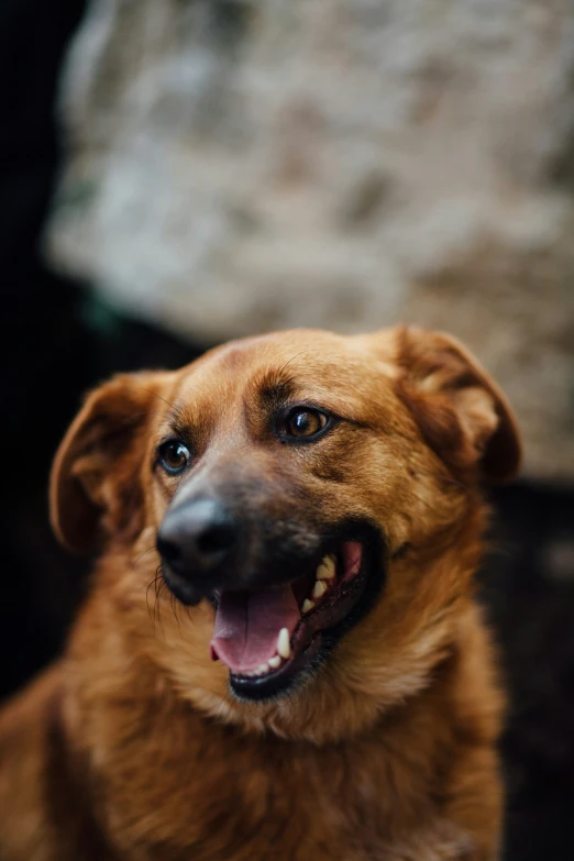 closeup of a happy dog looking up at the camera